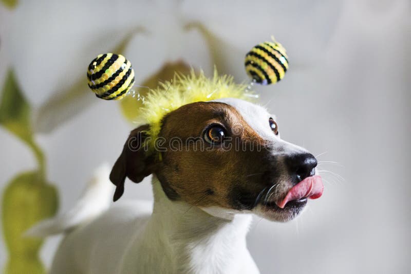 Jack Russell imagen de archivo libre de regalías