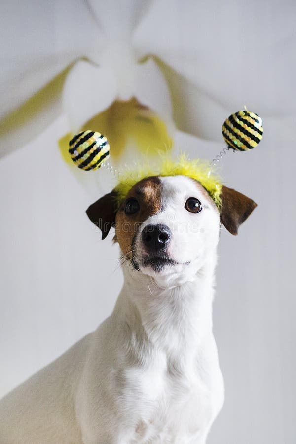 Gato russell foto de archivo libre de regalías