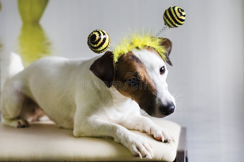 Gato russell imágenes de archivo libres de regalías