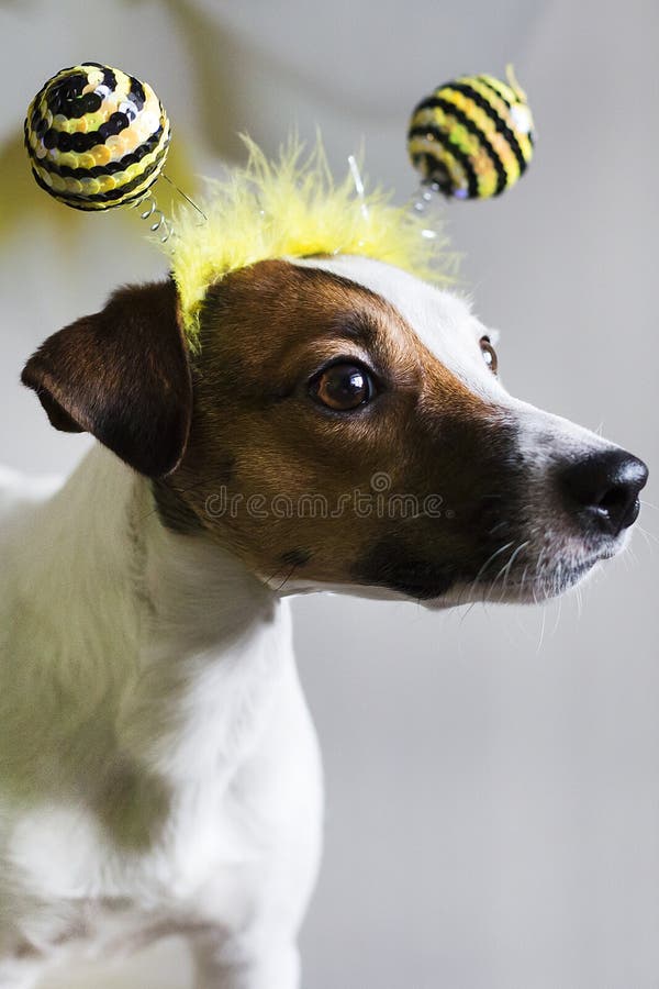 Jack Russell fotos de archivo