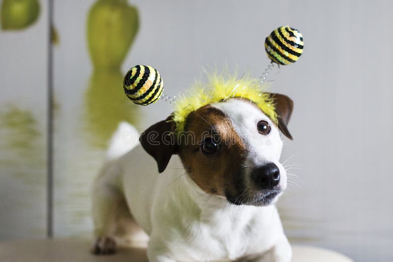 Gato russell foto de archivo libre de regalías