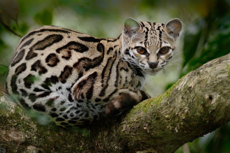 Gato selvagem de Costa Rica Margay, wiedii de Leopardis, gato bonito que senta-se no ramo na floresta tropical, América Central W