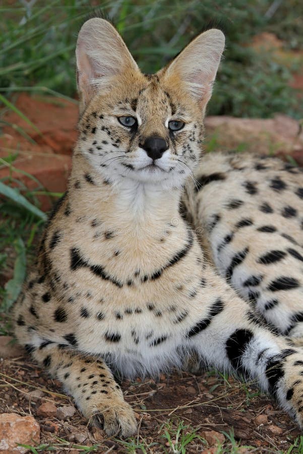 Gato selvagem do Serval imagem de stock. Imagem de nariz - 14155757