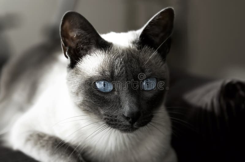 Gato siamés foto de archivo. Imagen de lindo, hermoso 12655754
