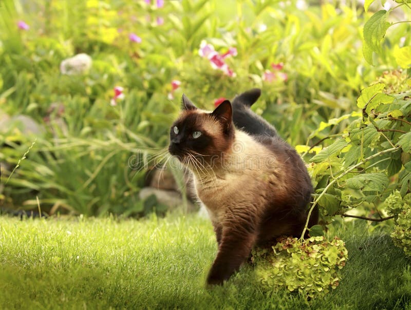 Gato siamés en una hierba verde fotos de archivo libres de regalías Gato siamés en una hierba verde fotos de archivo libres de regalías