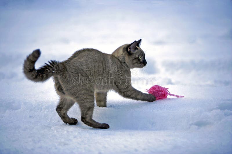 Gato siamés que juega con la bola rosada de las lanas en la nieve fotografía de archivo libre de regalías Gato siamés que juega con la bola rosada de las lanas en la nieve fotografía de archivo libre de regalías