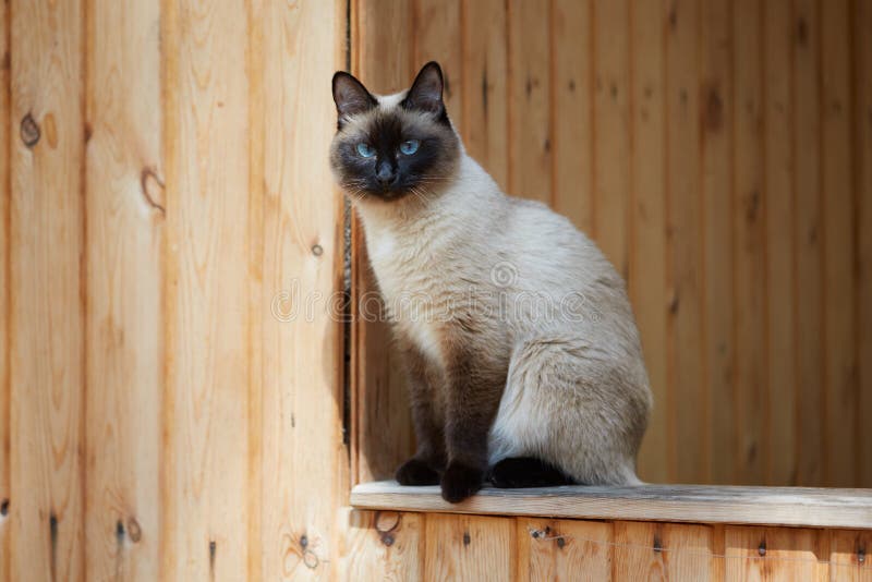 Gato siamés que se sienta en la verja de una casa de madera foto de archivo Gato siamés que se sienta en la verja de una casa de madera foto de archivo