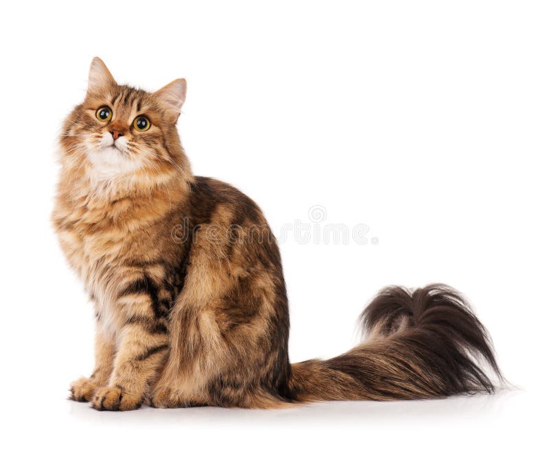 Jogos Macios Pequenos De Maine Coon Do Gatinho Foto de Stock - Imagem de  gato, cabelo: 85355236