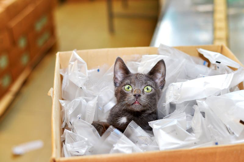 Gato sin hogar que se sienta en una caja de cartón incluyendo packag plástico foto de archivo Gato sin hogar que se sienta en una caja de cartón incluyendo packag plástico foto de archivo
