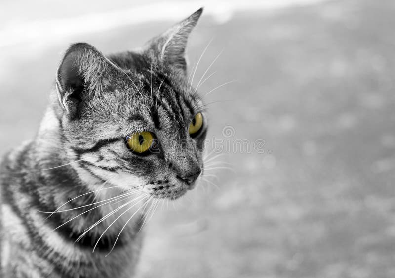 Gato tailandês preto e branco com olhos amarelos