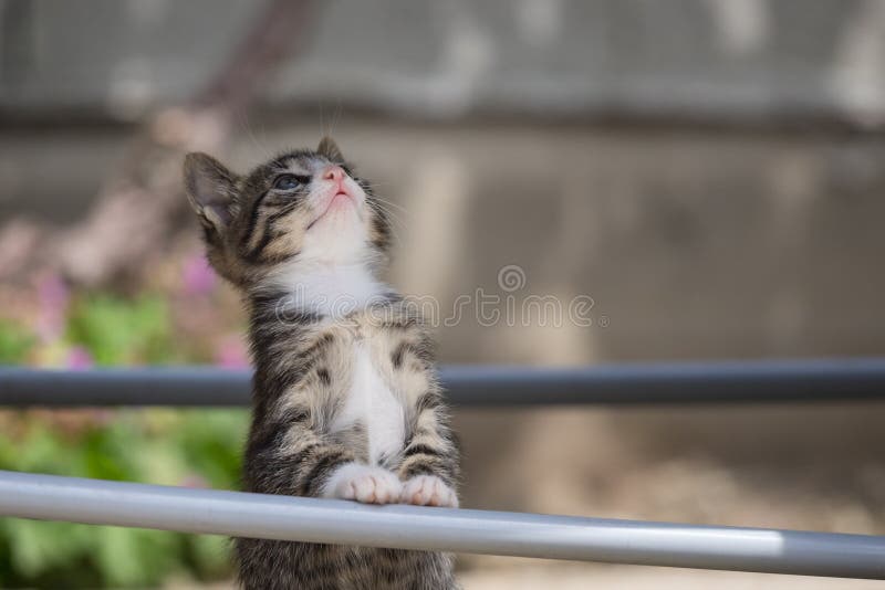 Foto de Gato Preto E Branco Novo Pequeno Bonito Do Tigre Com Os Olhos Azuis  Que Estão Em Pés Traseiros Menina Com Os Jogos Da Mão Do Lápis Com Gato e  mais