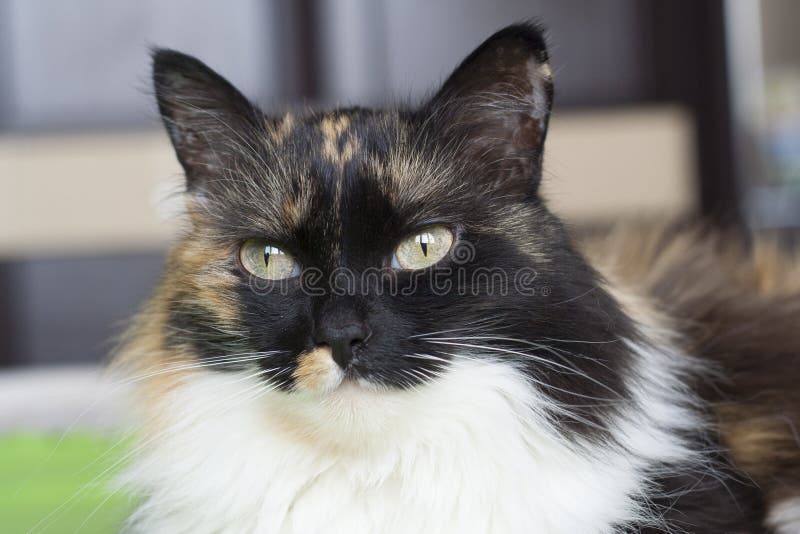 Gato tricolor hermoso, nariz negra fotografía de archivo Gato tricolor hermoso, nariz negra fotografía de archivo