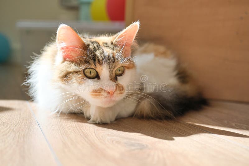 Gato tricolor nacional que miente en el piso en el cuarto, tomando el sol en el sol, pareciendo sorprendido imagenes de archivo Gato tricolor nacional que miente en el piso en el cuarto, tomando el sol en el sol, pareciendo sorprendido imagenes de archivo