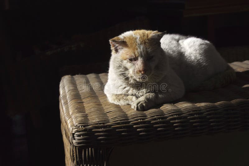 Gato viejo, lamentable, sin hogar, perdido que descansa en el sol 2 imagen de archivo libre de regalías Gato viejo, lamentable, sin hogar, perdido que descansa en el sol 2 imagen de archivo libre de regalías