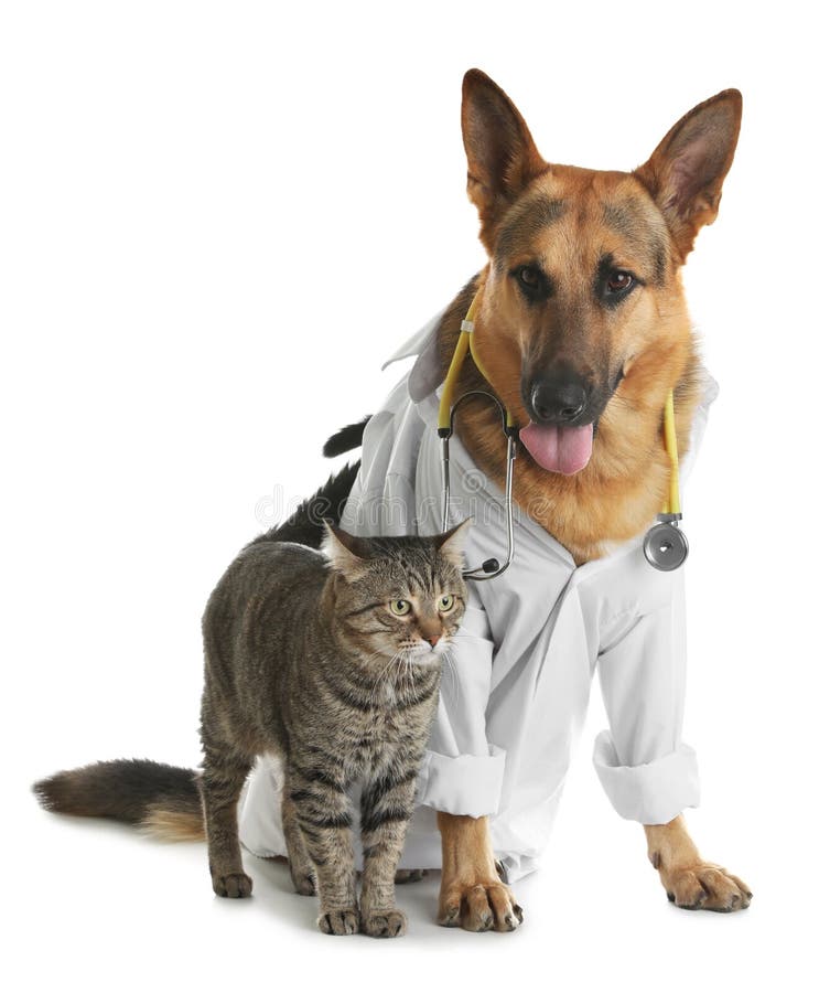 Gato Y Perro El Estetoscopio Vestido Como Veterinario de archivo - Imagen de purebred, fondo: 151370032