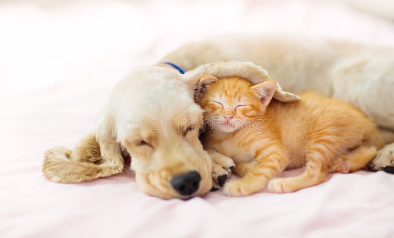 Gato y perro durmiendo. El sueÃ±o de cachorro y gatito