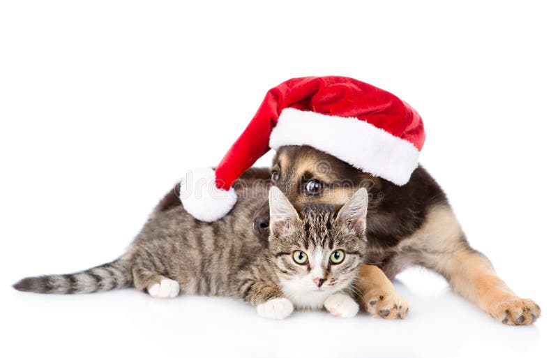 Gato y perro en sombrero rojo de la Navidad Aislado en el fondo blanco fotos de archivo libres de regalías Gato y perro en sombrero rojo de la Navidad Aislado en el fondo blanco fotos de archivo libres de regalías