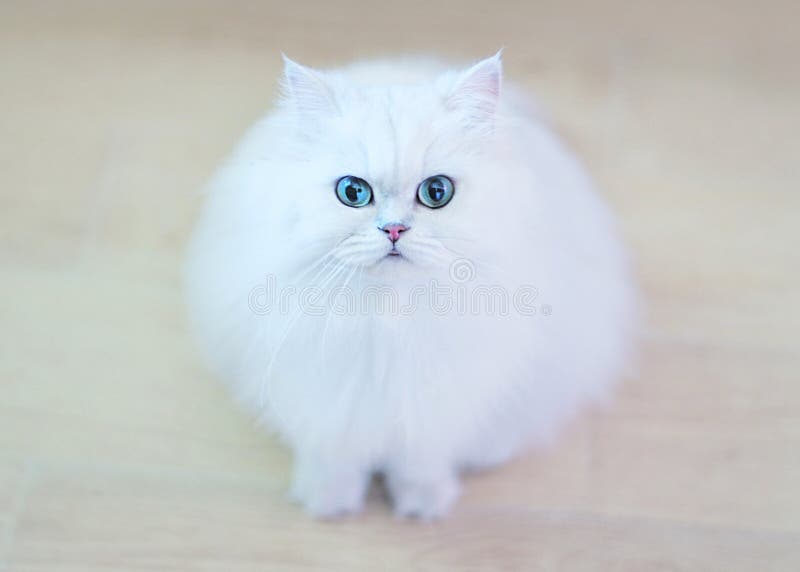 Gatos blancos lindos foto de archivo. Imagen de primer 89140610