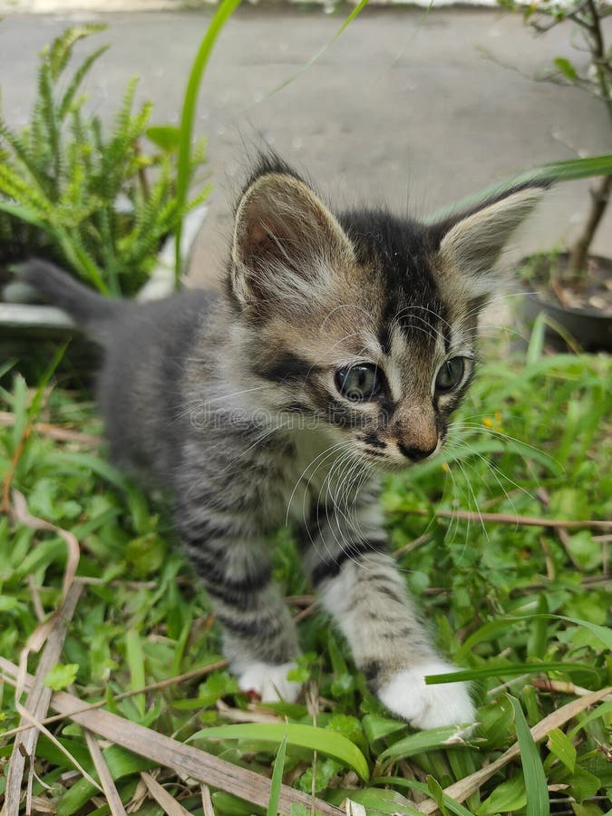 Gatos Corriendo Sobre La Hierba Imagen de archivo Imagen de mascota