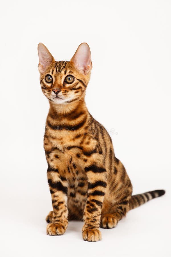 5 razas de gatos que parecen tigres