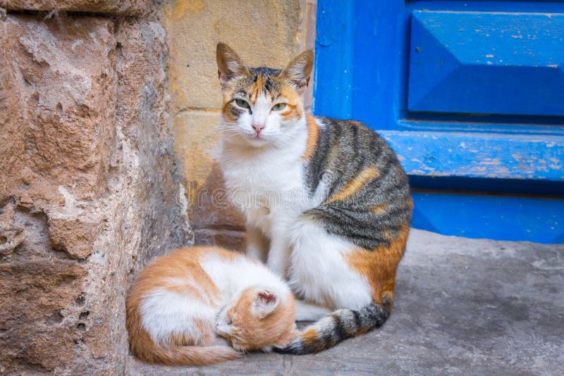 Gatos despreocupados da rua em Marrocos, sity de Essaouira Retrato da rua do gato de chita com um gatinho fotos de stock royalty free Gatos despreocupados da rua em Marrocos, sity de Essaouira Retrato da rua do gato de chita com um gatinho fotos de stock royalty free