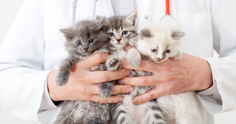 Cats in Vet doctor hands. Doctor veterinarian examining 3 three kittens. Baby cat in Veterinary clinic. Vet medicine for pets and cats. Kittens animal portrait. Long web banner. Cats in Vet doctor hands. Doctor veterinarian examining 3 three kittens. Baby cat in Veterinary clinic. Vet medicine for pets and cats. Kittens animal portrait. Long web banner