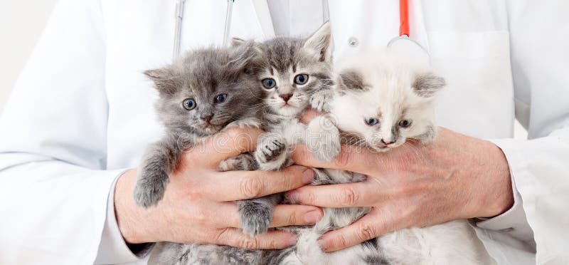 Cats in Vet doctor hands. Doctor veterinarian examining 3 three kittens. Baby cat in Veterinary clinic. Vet medicine for pets and cats. Kittens animal portrait. Long web banner. Cats in Vet doctor hands. Doctor veterinarian examining 3 three kittens. Baby cat in Veterinary clinic. Vet medicine for pets and cats. Kittens animal portrait. Long web banner