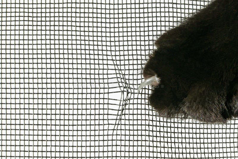 Gatos garra la mosquitera imagen de archivo. Imagen de prohibido - 186012273