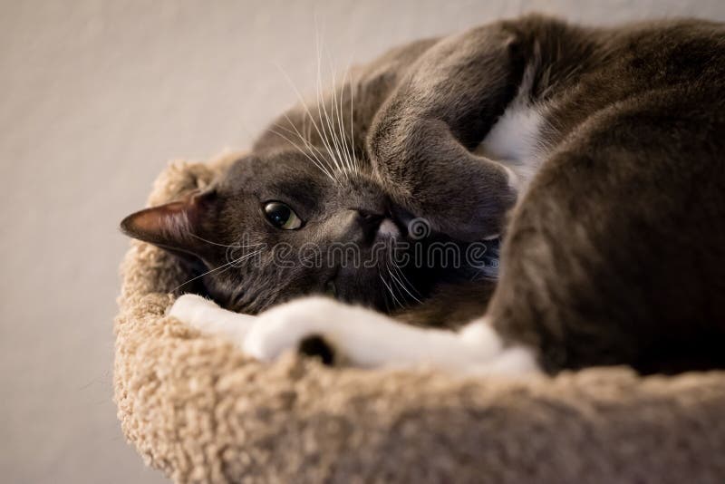 Gatos home bonitos fotografia de stock royalty free Gatos home bonitos fotografia de stock royalty free