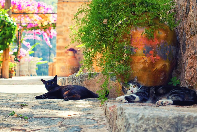 Gatos na vila de Deia fotos de stock Gatos na vila de Deia fotos de stock