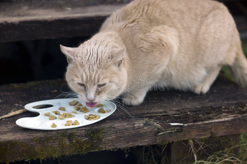 Gatos Perdidos Comiendo Comida Para Mascotas Imagen archivo - Imagen cuidado, mascota: 173486975