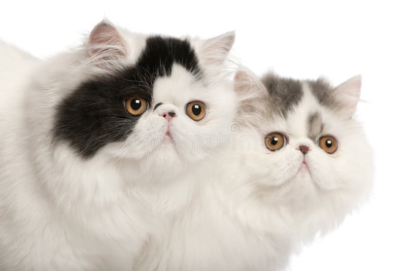 Persian cats, 6 months old, in front of white background. Persian cats, 6 months old, in front of white background