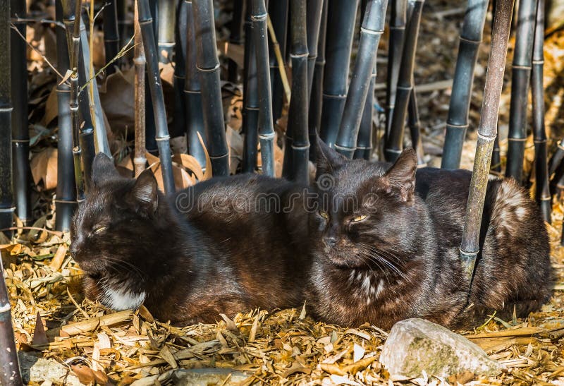 Gatos pretos imagem de stock royalty free Gatos pretos imagem de stock royalty free