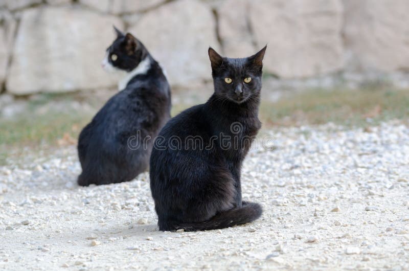 Gatos pretos bonitos que sentam-se na rua imagem de stock Gatos pretos bonitos que sentam-se na rua imagem de stock