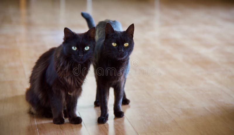 Gatos pretos domésticos fotografia de stock royalty free Gatos pretos domésticos fotografia de stock royalty free