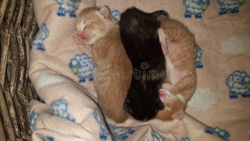 My sweet little newborn babycats. My sweet little newborn babycats