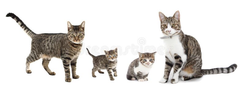 Gatos y gatitos Gatos y gatitos
