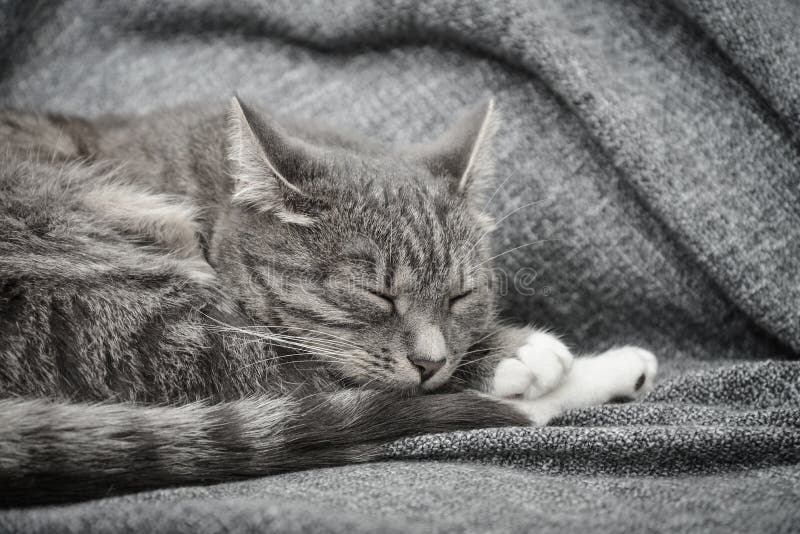 Gatta grigia che dorme sul divano immagine stock Gatta grigia che dorme sul divano immagine stock