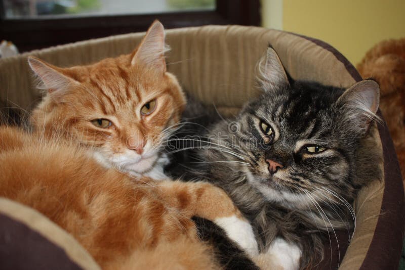 Gatti domestici svegli del soriano e dello zenzero insieme immagine stock libera da diritti Gatti domestici svegli del soriano e dello zenzero insieme immagine stock libera da diritti