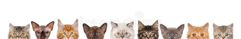 Gatti, metà della museruola su bianco