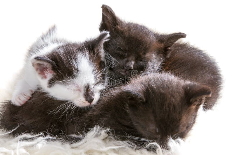 Gattini di sonno del primo piano immagini stock libere da diritti Gattini di sonno del primo piano immagini stock libere da diritti