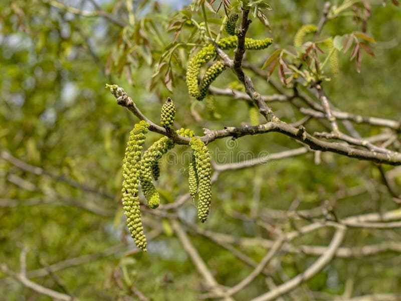 Gattini maschii languidi verdi di una noce nera nella primavera - juglans nigra immagine stock libera da diritti Gattini maschii languidi verdi di una noce nera nella primavera - juglans nigra immagine stock libera da diritti