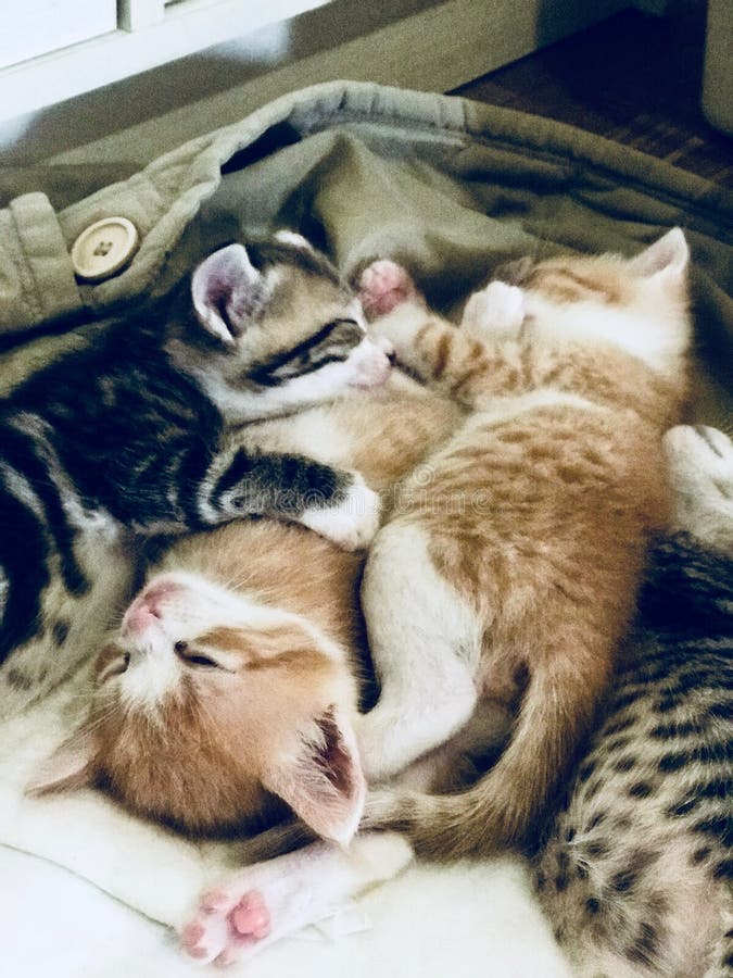 Gattini svegli di sogni dolci piccoli fotografie stock libere da diritti Gattini svegli di sogni dolci piccoli fotografie stock libere da diritti
