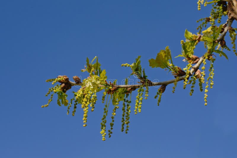 Gattini verdi soleggiati della quercia e giovani foglie su un ramo contro un chiaro cielo blu immagine stock libera da diritti Gattini verdi soleggiati della quercia e giovani foglie su un ramo contro un chiaro cielo blu immagine stock libera da diritti