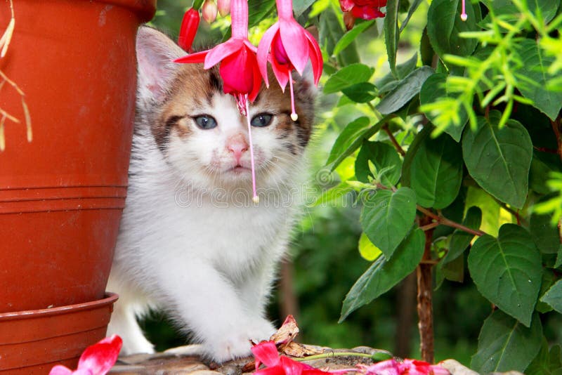 White kitten with garden still-life. White kitten with garden still-life