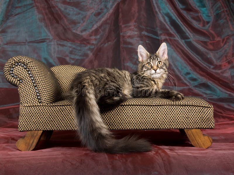 Gattino abbastanza nero del Coon della Maine del tabby sul sofà immagini stock Gattino abbastanza nero del Coon della Maine del tabby sul sofà immagini stock