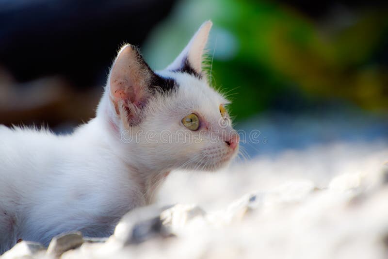 Gattino bianco immagini stock Gattino bianco immagini stock