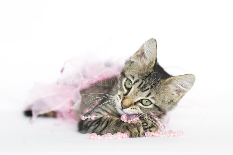 Gattino in bianco che gioca con le perle rosa e la gonna rosa tutu immagini stock