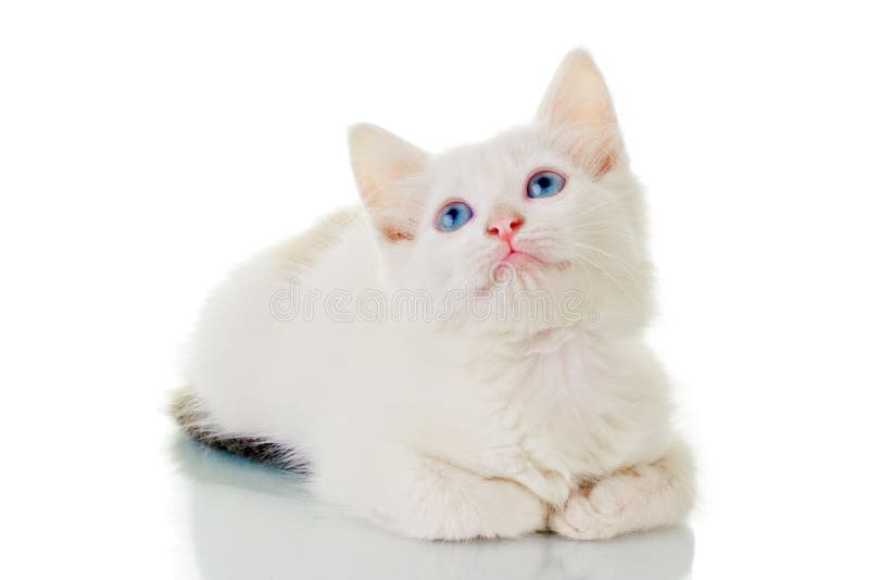 Gattino bianco sveglio fotografia stock Gattino bianco sveglio fotografia stock