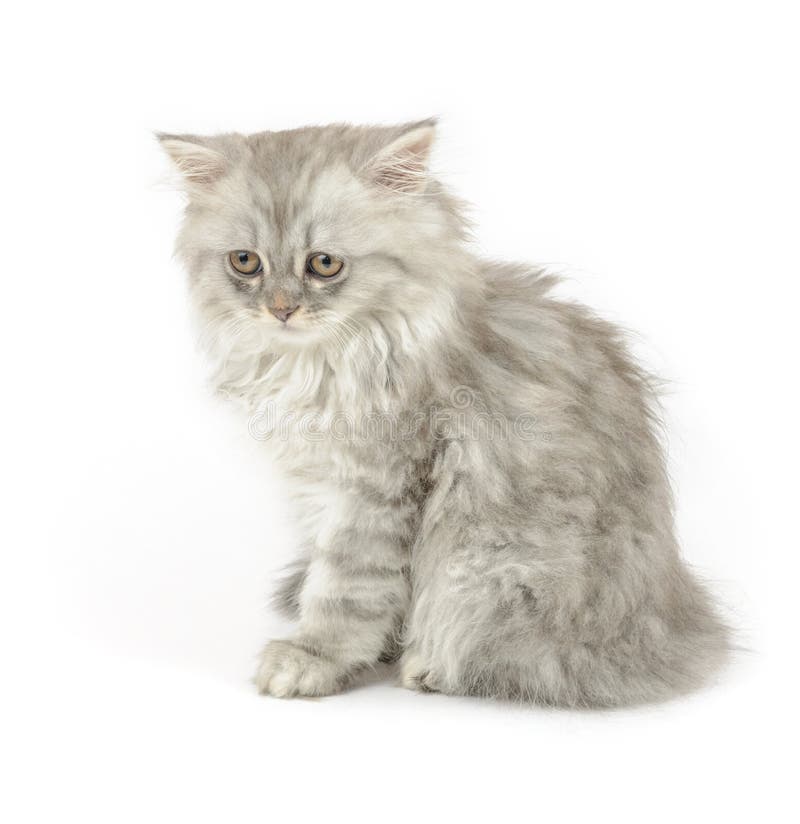 Gattino bianco triste (longhair britannici) fotografia stock libera da diritti Gattino bianco triste (longhair britannici) fotografia stock libera da diritti